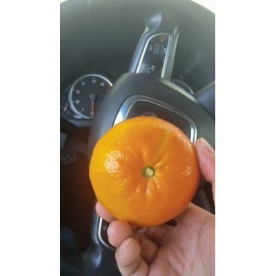 云南沃柑大理批发玉溪沃柑