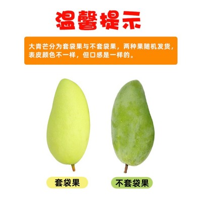 产地直供 越南大青芒9斤整箱净重金煌大芒果青芒当季新鲜芒果批发图4