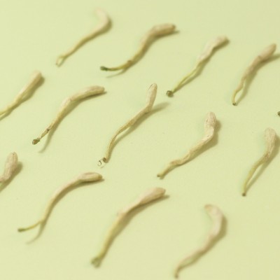 平邑金银花55g 当季新货原产地金银花清润泡水罐装批发代加工工厂图4