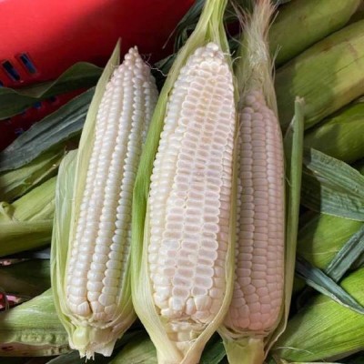 福建冰糖心牛奶玉米生吃即食蔬菜冰糖水果玉米一件代发图6