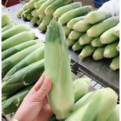 福建冰糖心牛奶玉米生吃即食蔬菜冰糖水果玉米一件代发图4
