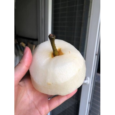 山东丰水梨新鲜大果现摘个大甜脆皮薄多汁水晶梨一件代发图2