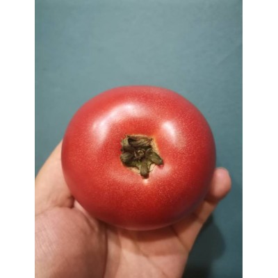 甘孜州现摘现发高海拔云端口感番茄新鲜生吃果蔬番茄一件代发