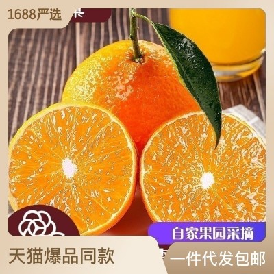 四川蒲江爱媛果冻橙38新鲜水果采摘基地9斤薄皮甜蜜橙子柑橘现货图2