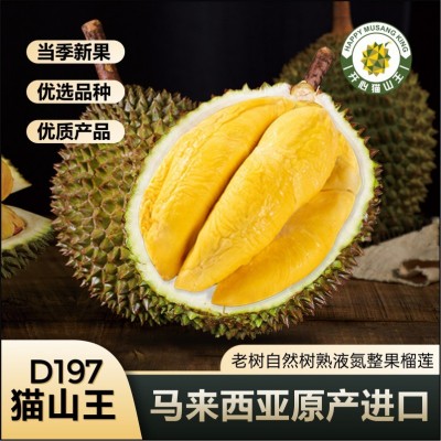 马来西亚猫山王榴莲D197厂家整箱新鲜水果批发液氮冷冻榴莲肉A果图2