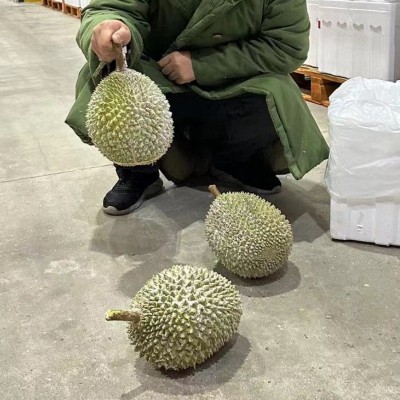 猫山王榴莲d197马来西亚b果一箱批发20斤冰冻6颗液氮 巴掌榴莲图2