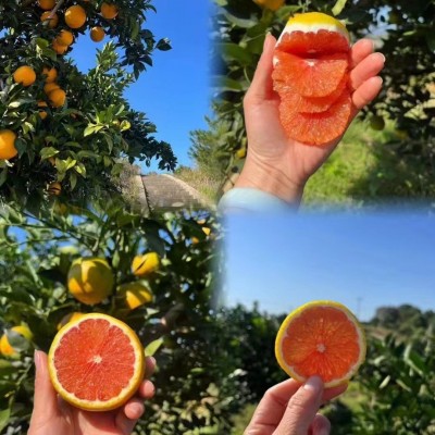 赣南血橙应季老人孕妇小孩水果新鲜水果现摘果园一件代发直发团购图3