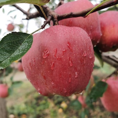 【日销】产地直发新鲜采摘花牛苹果香甜多汁6粒装