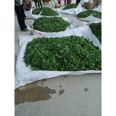 古树白 月光白月光美人产地工厂云南普洱茶白茶 批发茶叶老白茶饼图3