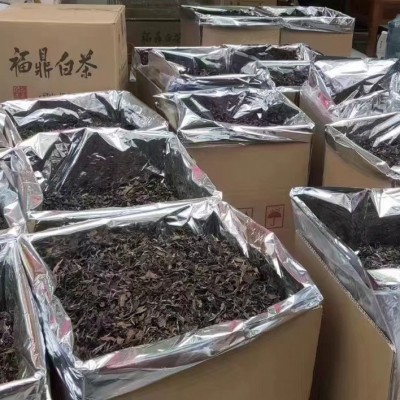 福鼎的白茶枣香日晒老白茶寿眉贡眉散茶散装500克厂家直供图4