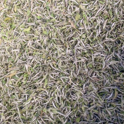 福鼎管阳春茶花香白牡丹高山日晒白茶散茶装500克厂家直供图2