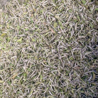 福鼎管阳春茶花香白牡丹高山日晒白茶散茶装500克厂家直供图3
