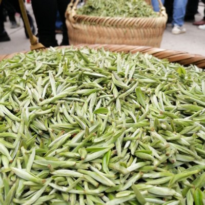 福鼎白茶茶头春头采米芽银针白毫银针批发图2