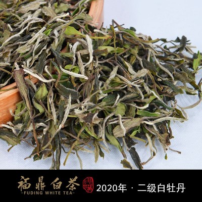福鼎厂家直销福 鼎 白茶磻溪高山二级白牡丹茶叶500g批发图3