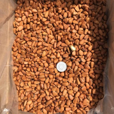 新货开口松子5KG/箱 东北松子1050开口松子大颗粒松子零食