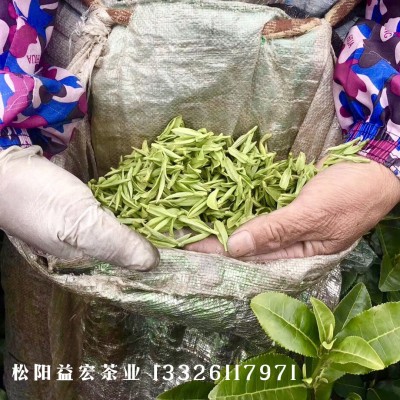 浙江绿茶松阳香茶龙井茶产地直销茶批发样品支持批发图3