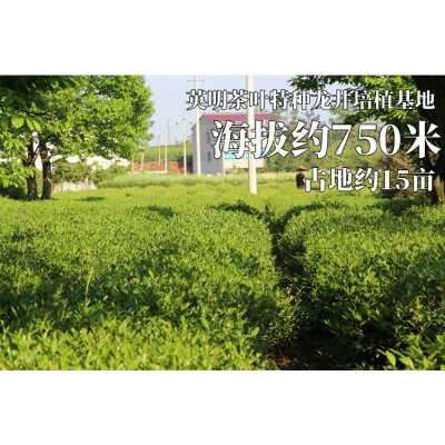 红茶 金俊玉 金骏眉 一斤起批 批发 茶农 大众口味 半斤图3