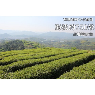 红茶 金俊玉 金骏眉 一斤起批 批发 茶农 大众口味 半斤图4