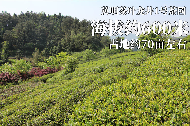 一号茶园