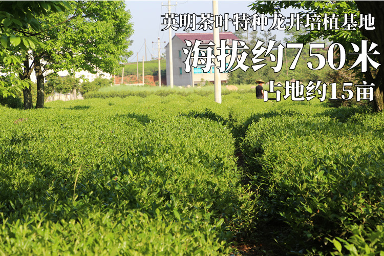 特种龙井培植基地