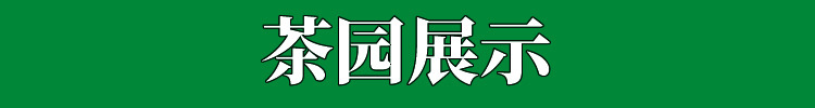 茶园展示