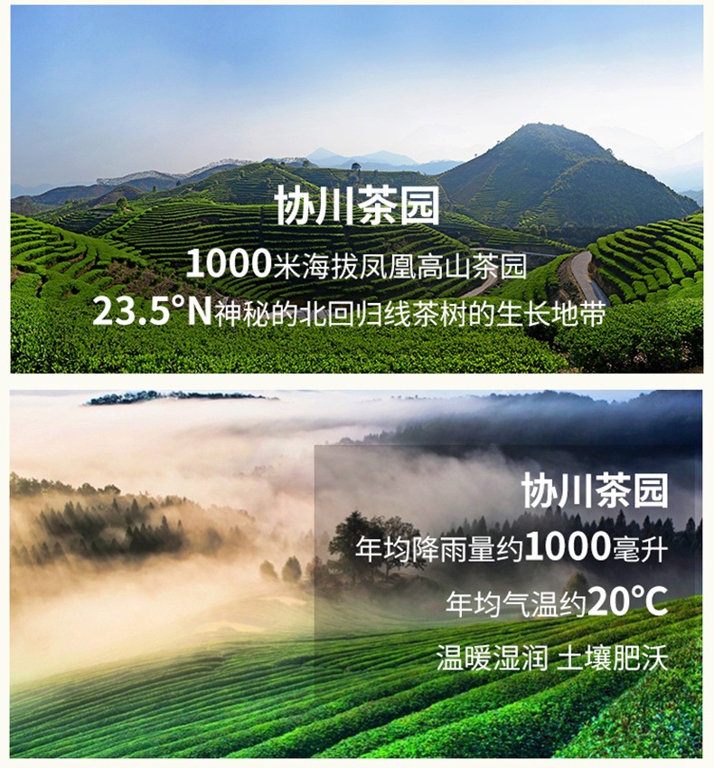 18鸭屎香凤凰单枞凤凰单枞茶单枞茶单丛茶凤凰单丛凤凰单丛鸭屎