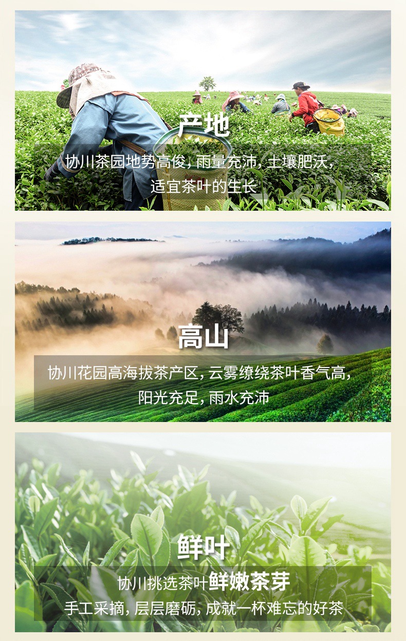 4鸭屎香乌龙茶凤凰单枞凤凰单丛鸭屎香凤凰单枞茶凤凰单枞茶鸭屎