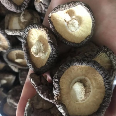 大量批发干香菇 手选香菇 打粉 煲汤 欢迎咨询一件代发干香菇图2
