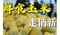 鲜食玉米走俏市场