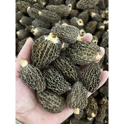 厚肉羊肚菌味香浓干货特产炖汤煲汤菌菇批发一件代发大量供应图5