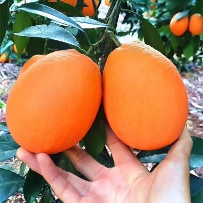半城山水满城橘重庆忠县特产高山新鲜水果脐橙纽荷尔橙甜橙果冻橙