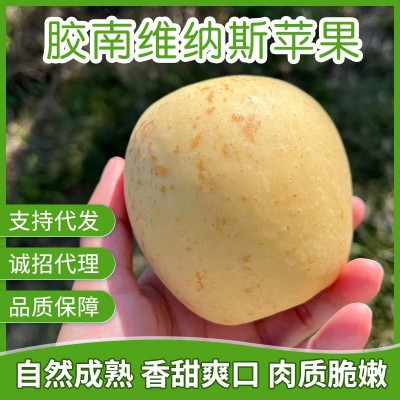 自家果园直供 胶南维纳斯苹果自然成熟 品质保障量大价优诚招代理