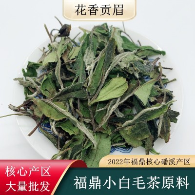 福鼎白茶花香菜茶贡眉茶叶磻溪核心产区头春日晒白牡丹批发