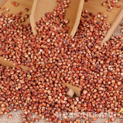 大量现货五谷杂粮袋装高粱 食品酒厂原料酿酒高粱批发 酿酒红高粱图4