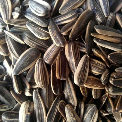 生瓜子批发葵花籽三道眉50斤/袋【产地直销】大颗粒葵花籽鸟食瓜图2