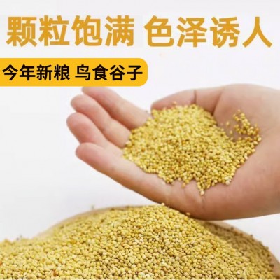 山西黄谷子100斤/袋 张杂3号6号带皮谷子鸟食黄谷子