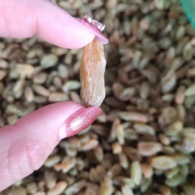 新疆特产无核大粒绿提子葡萄干休闲食品500克装 葡萄干图3