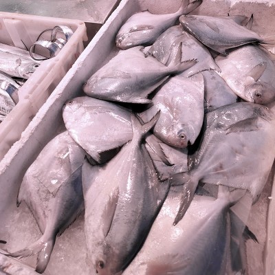 东海现捕银鲳鱼大号白鲳鱼新鲜冷冻鲳鳊鱼鲜冻3-5两/条大鲳鱼平鱼图4