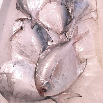 东海现捕银鲳鱼大号白鲳鱼新鲜冷冻鲳鳊鱼鲜冻3-5两/条大鲳鱼平鱼图3