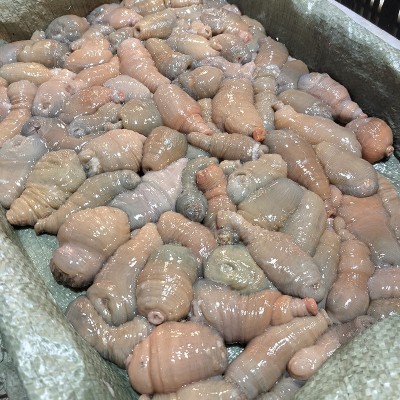 沙虫新鲜鲜活冷冻海人参方格星虫海虫子海肠子供应酒店图2