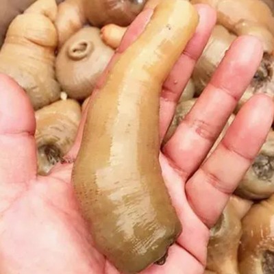 沙虫新鲜鲜活冷冻海人参方格星虫海虫子海肠子供应酒店图4