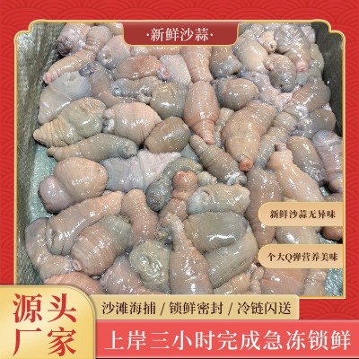 沙虫新鲜鲜活冷冻海人参方格星虫海虫子海肠子供应酒店