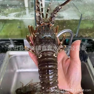 小青龙虾 一级新鲜活冻冰冻批发 中华锦绣大花龙虾酒店餐饮供应