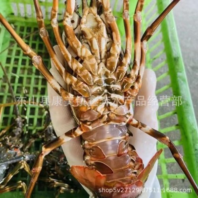 小青龙虾 一级新鲜活冻冰冻批发 中华锦绣大花龙虾酒店餐饮供应图3