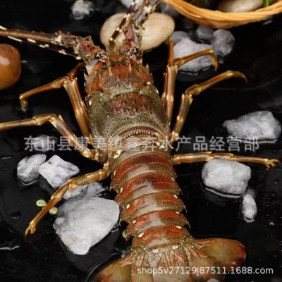 小青龙虾 一级新鲜活冻冰冻批发 中华锦绣大花龙虾酒店餐饮供应图4