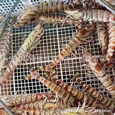特大深海斑节虾冰鲜活冻竹节虾九节虾图5