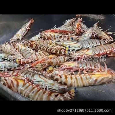 特大深海斑节虾冰鲜活冻竹节虾九节虾图4