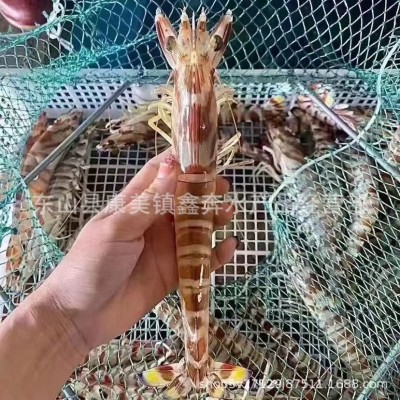 特大深海斑节虾冰鲜活冻竹节虾九节虾图2