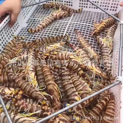 特大深海斑节虾冰鲜活冻竹节虾九节虾图3