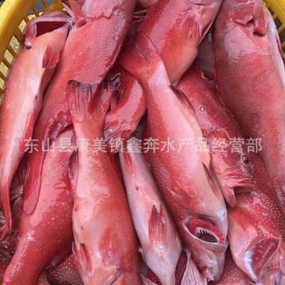 新鲜东星斑批发生猛鲜活急冻供应酒店餐饮深海老虎斑石斑鱼酒席图2